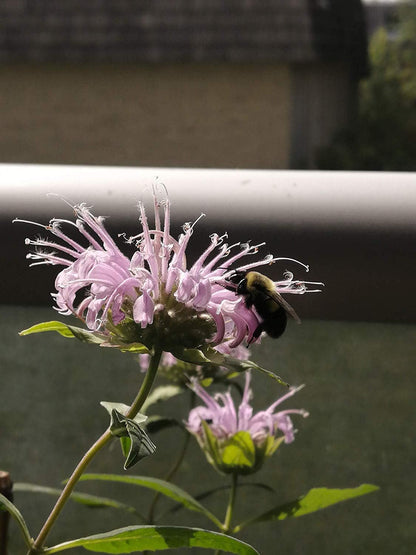 Seed Blend for Hummingbirds, Butterflies and Honeybees