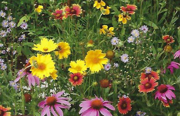 Bulbs for Bees