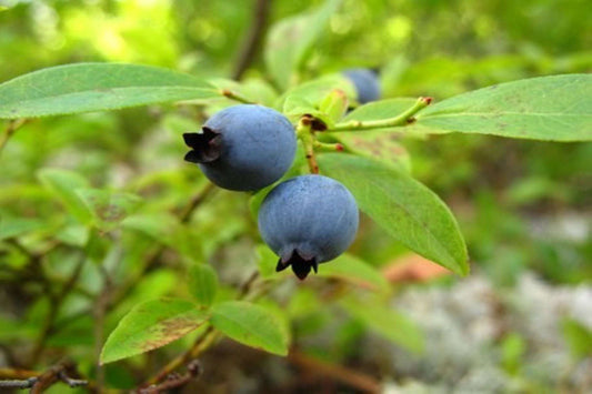 Blueberry Honey