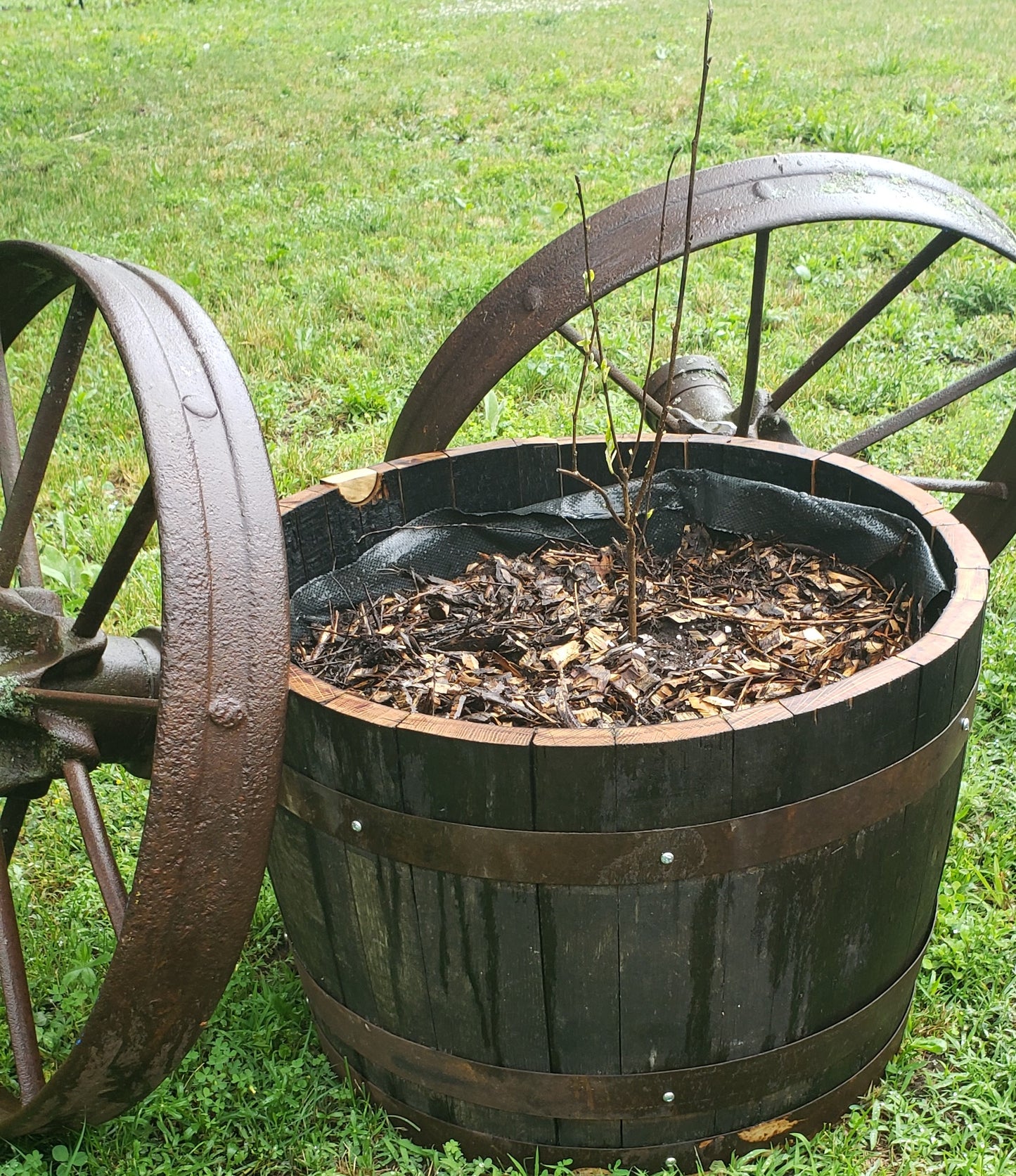 Oak Barrel Planters