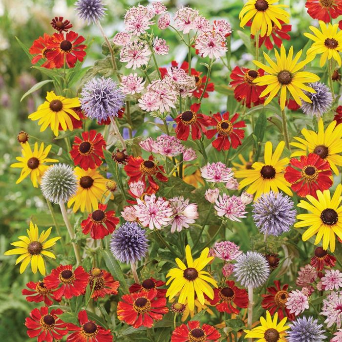 Honeybee Pollinator Blend