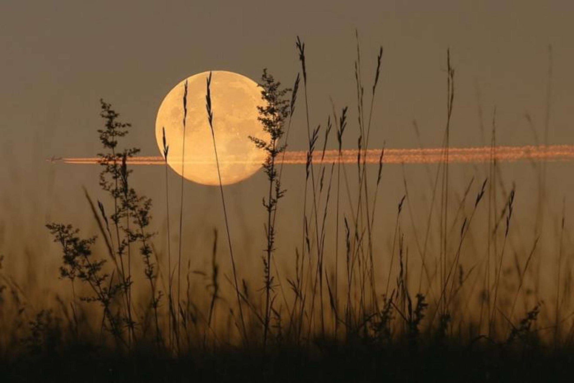 Harvest Moon Honey