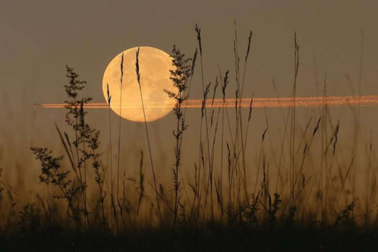 Harvest Moon Honey