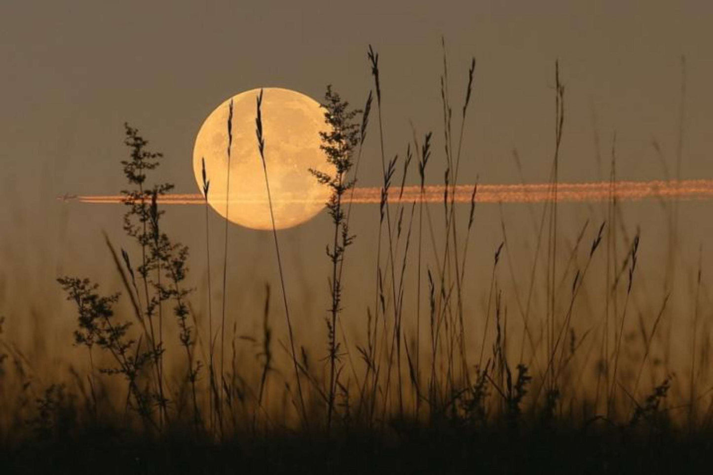 Harvest Moon Honey