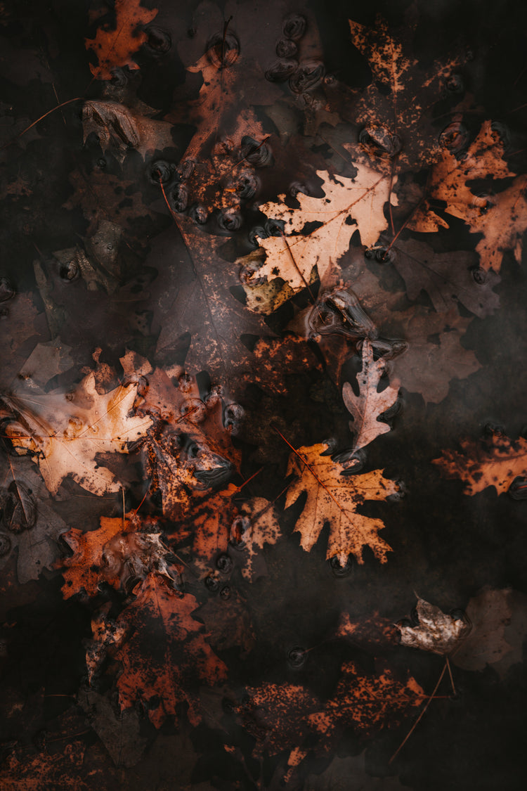 Seasonal Featured Products - Fall