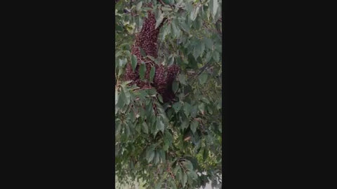 Capturing a swarm @ Beatty Honey Farm