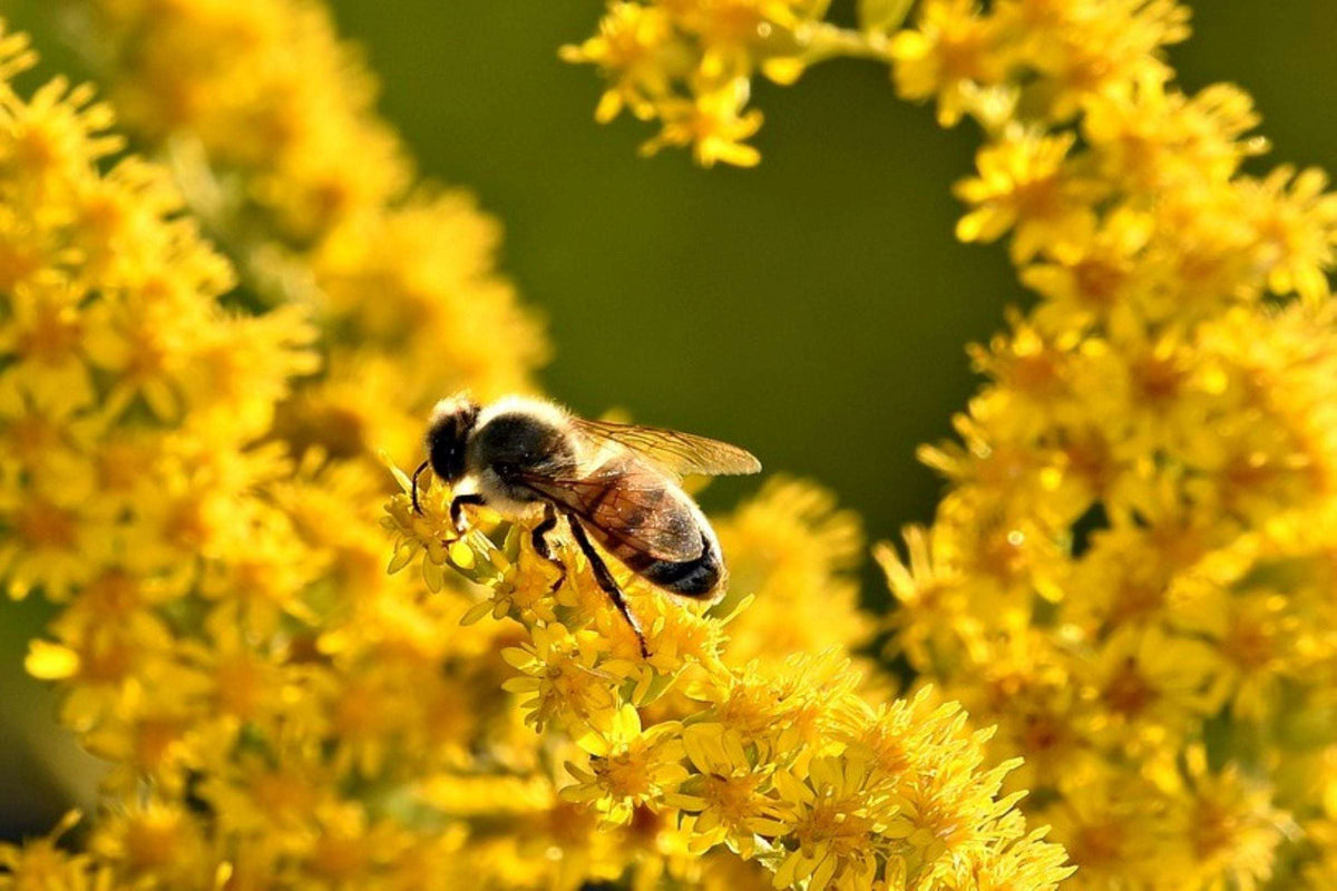 Autumn Gold Honey