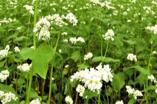 Buckwheat Honey