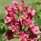 Honeybee Planting Guide